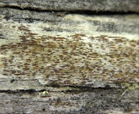 Xylographa parallela