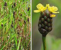 Xyris laxifolia