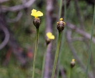 Xyris scabrifolia