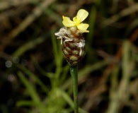 Xyris stricta