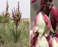 Yucca campestris