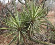 Yucca capensis