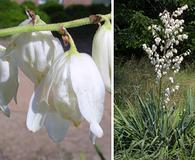 Yucca filamentosa