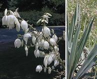 Yucca flaccida