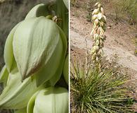 Yucca glauca