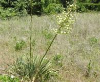 Yucca necopina