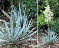 Yucca pallida