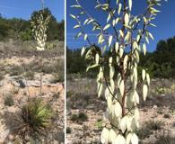 Yucca reverchonii