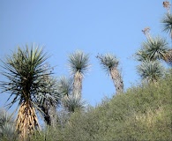 Yucca rigida