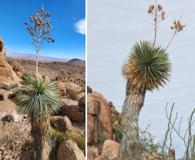 Yucca thompsoniana