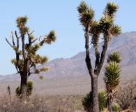 Yucca valida