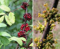 Zanthoxylum americanum