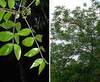 Zanthoxylum clava-herculis