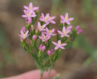 Zeltnera texensis