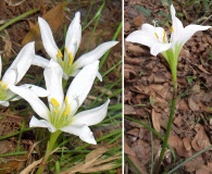 Zephyranthes candida