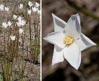 Zephyranthes chlorosolen