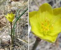 Zephyranthes longifolia