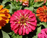 Zinnia elegans