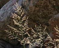 Zuloagaea bulbosa