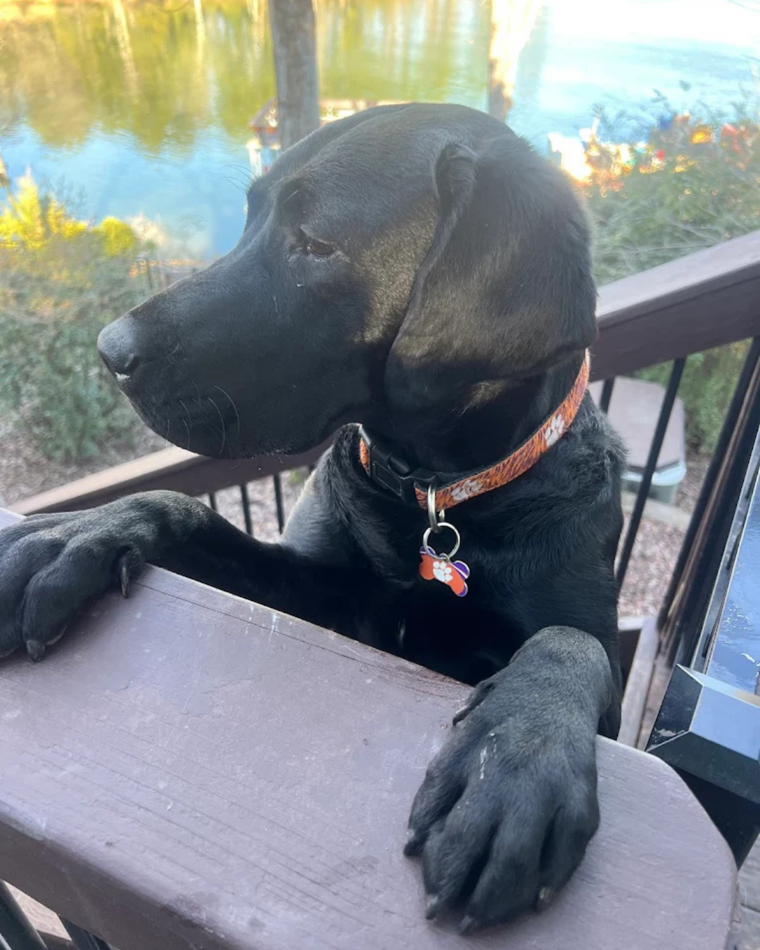 A pet in the care of Win Win Pet Sitting in Tega Cay