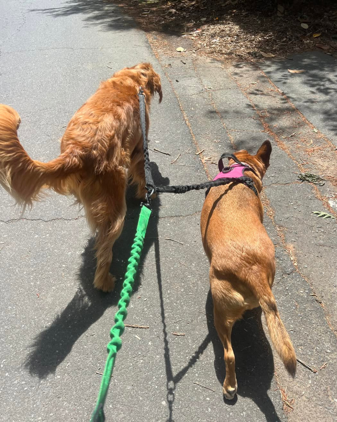 Daily photo update from Win Win Pet Sitting