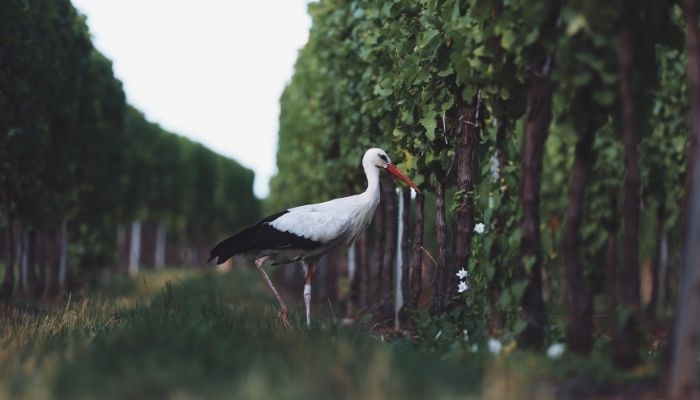 如何擁有一個健康的葡萄園？五大葡萄園內必養除害動物分享！