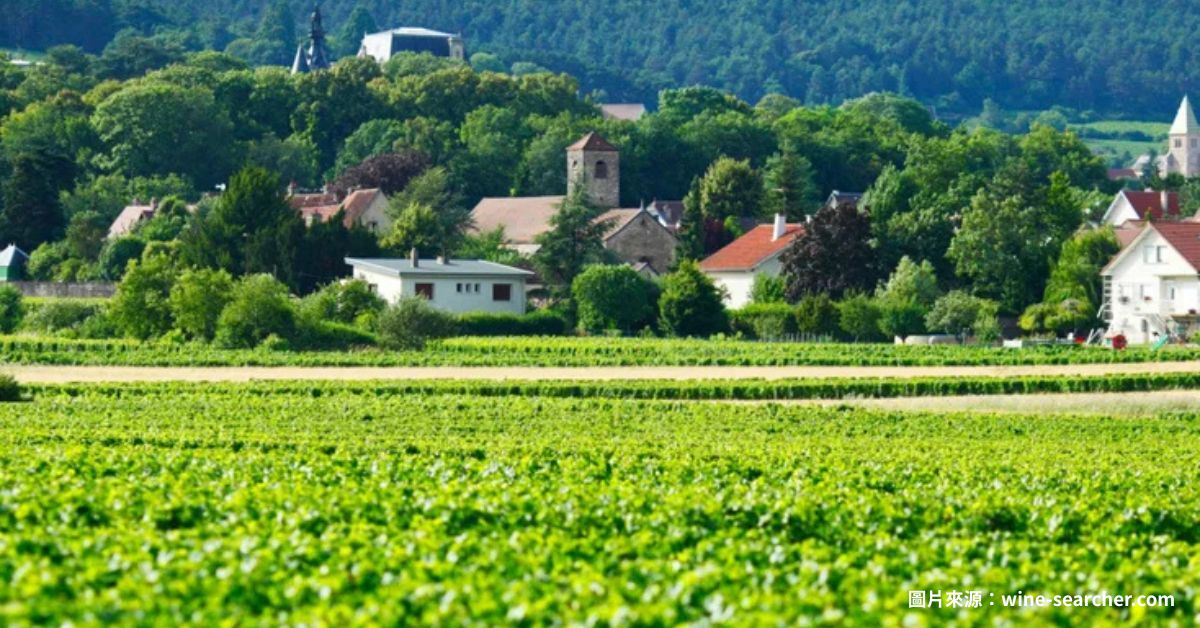 Domaine Fourrier 老藤葡萄園景觀，展現 Gevrey-Chambertin 經典風土與自然耕作精神