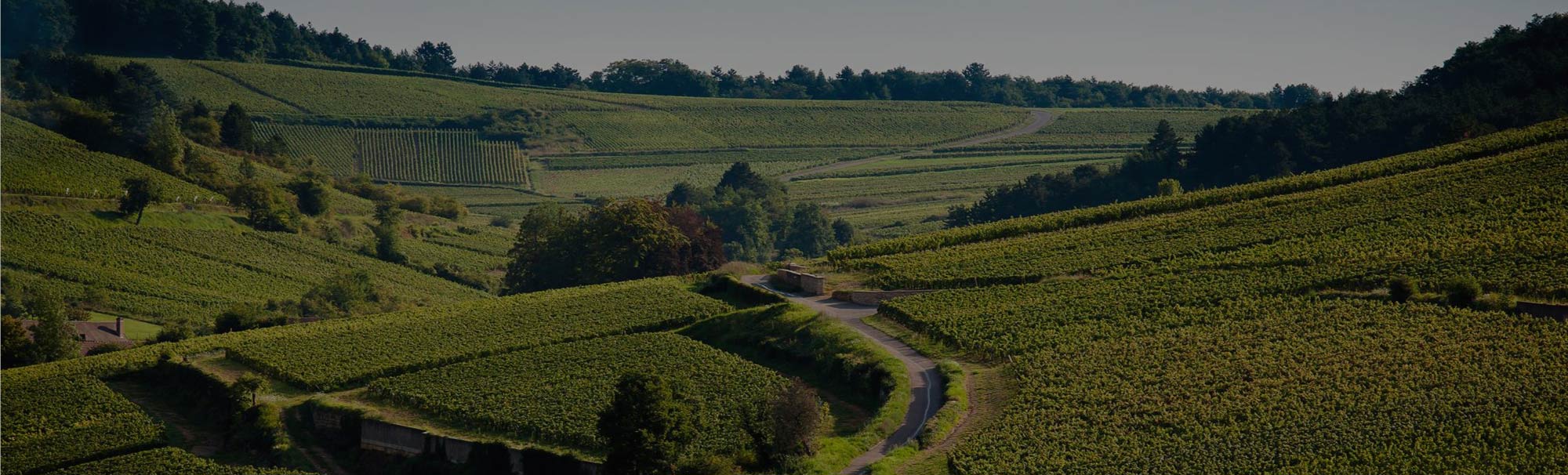 法國 勃根地 金盃 葛羅兄妹酒莊 特級園紅酒 Burgundy Domaine Gros Frere et Soeur