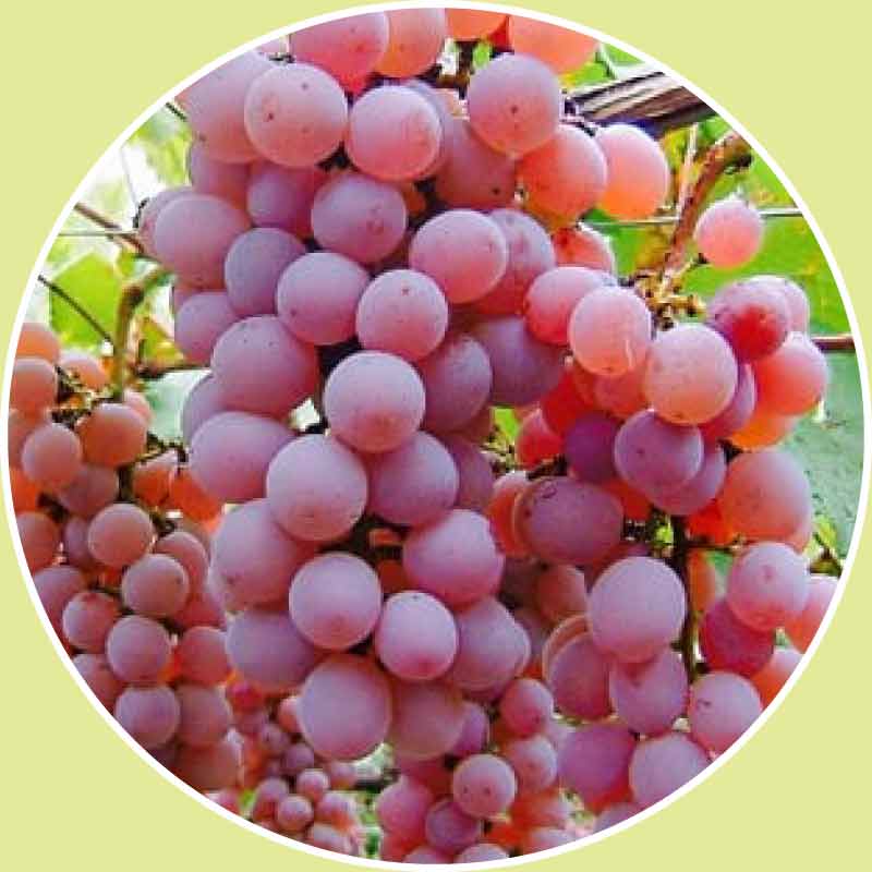 甲州葡萄 Koshu grape