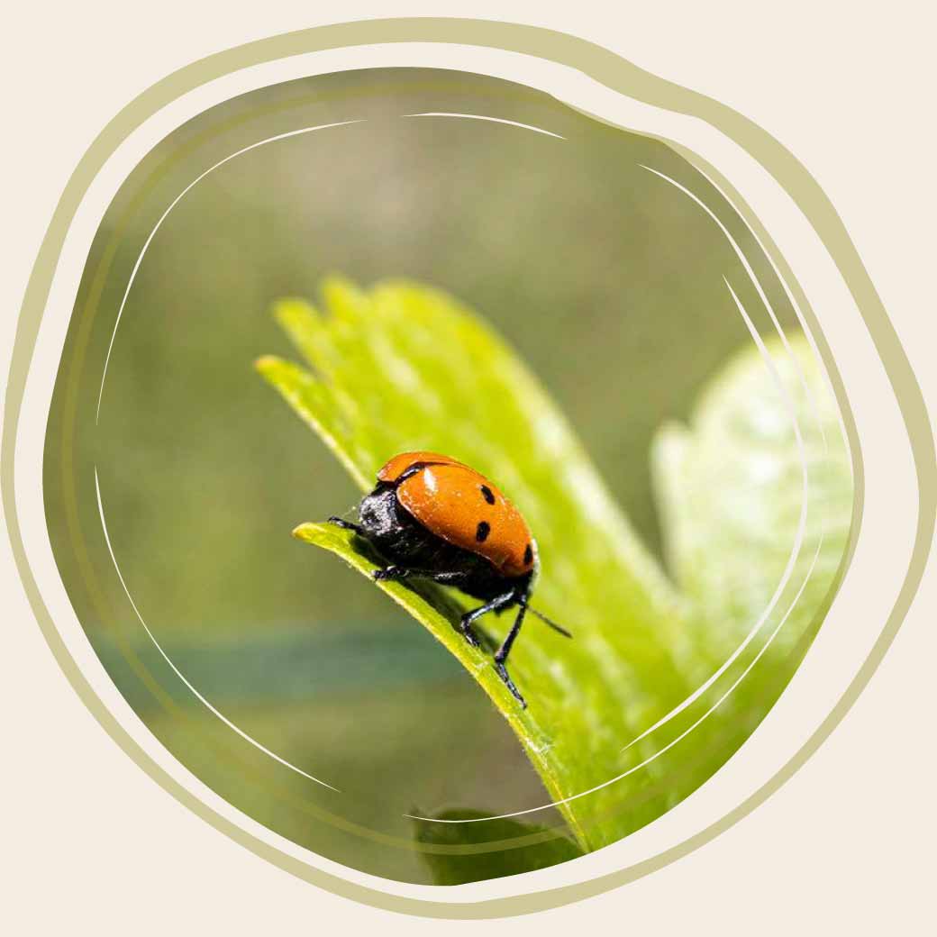 Franck Massard 與自然共生共存