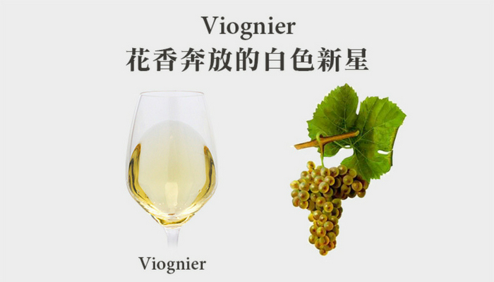 來自隆河的驕貴白葡萄 - 維歐尼耶 (Viognier)