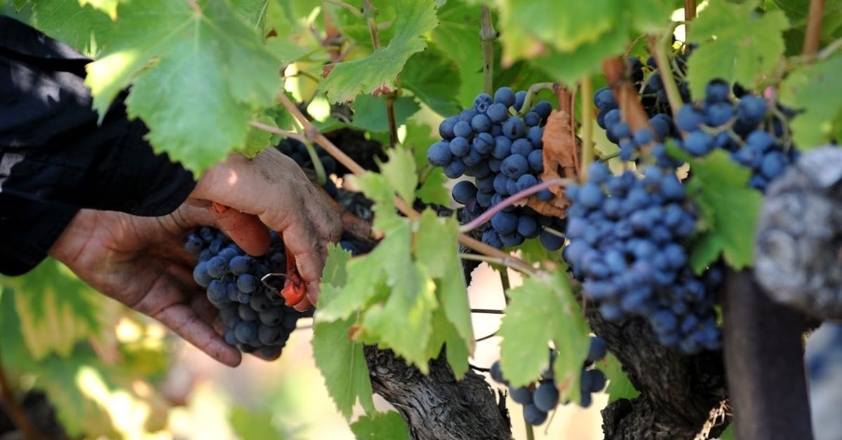 【七月月訂導讀】黑皮諾 - 最適合夏天的紅葡萄品種