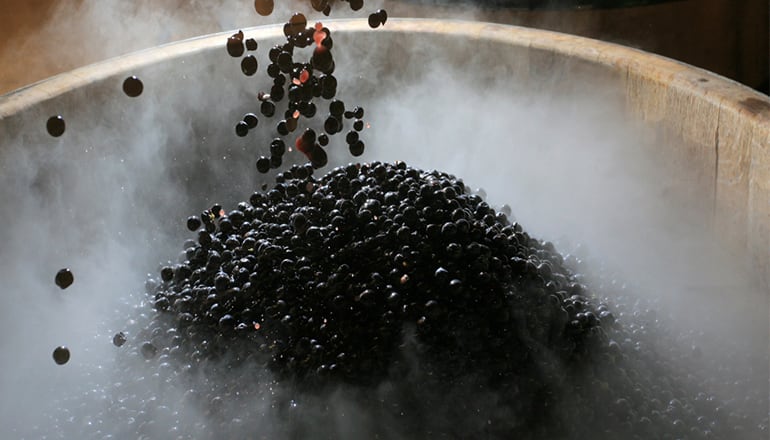 Tempranillo