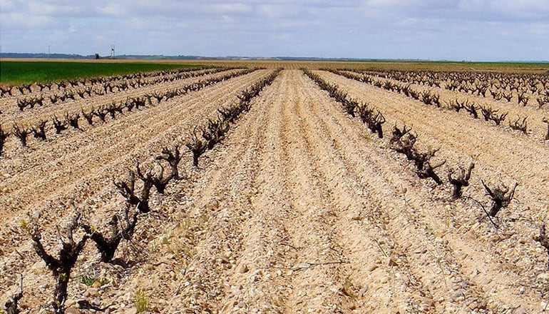 Tempranillo