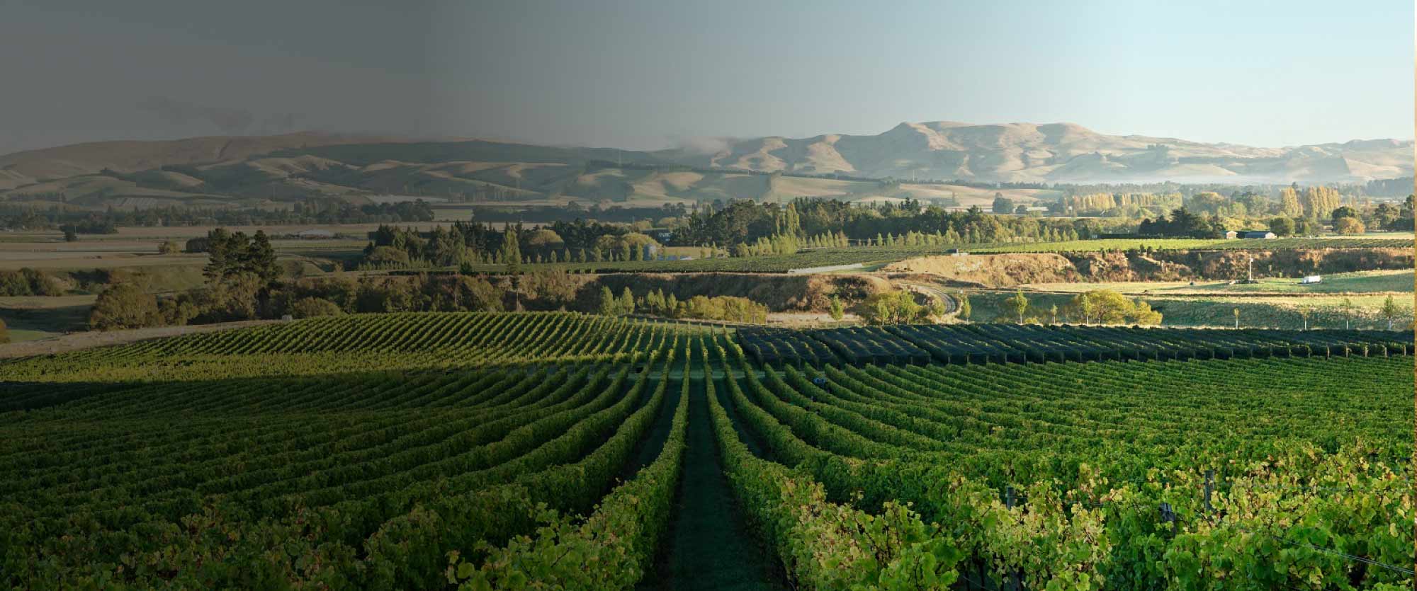 New Zealand Wairarapa 紐西蘭懷拉拉帕 僅佔 1% 產量的 精品紅酒產區