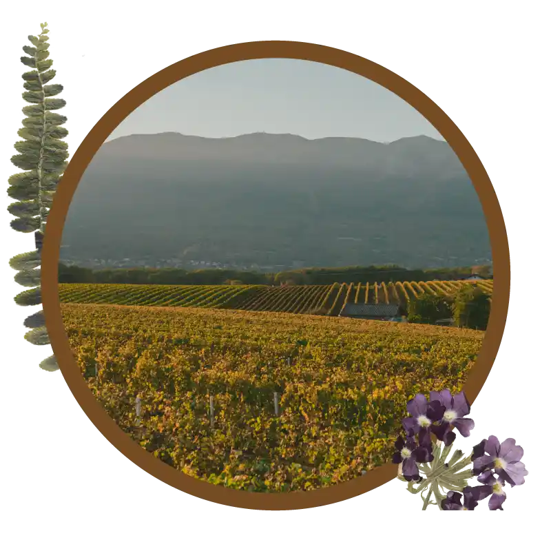 伯恩丘超新星 羅伊酒莊 Petit-Roy