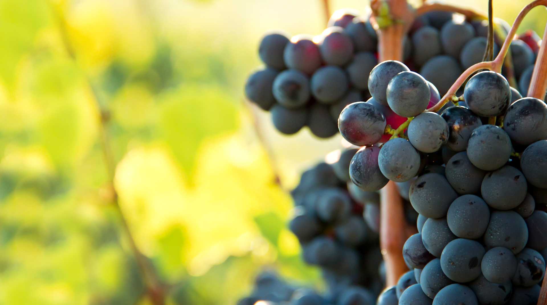 Nero d'Avola Epicuro - Image 1