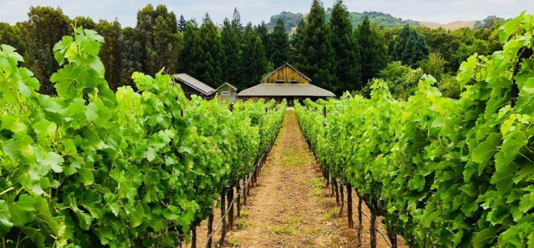 Zinfandel - Image 1