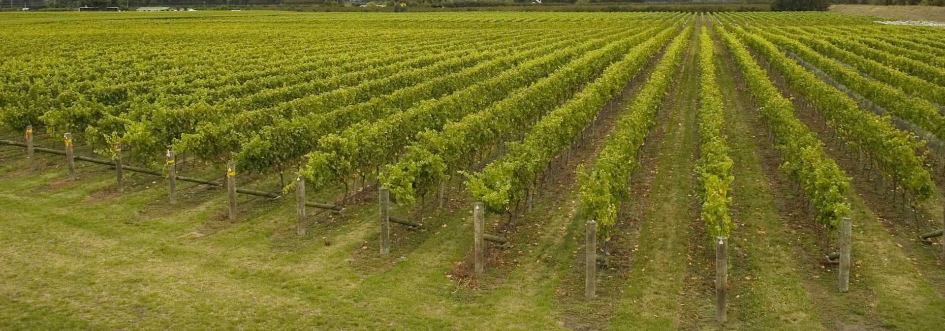 Crane Ridge Merlot - Image 1