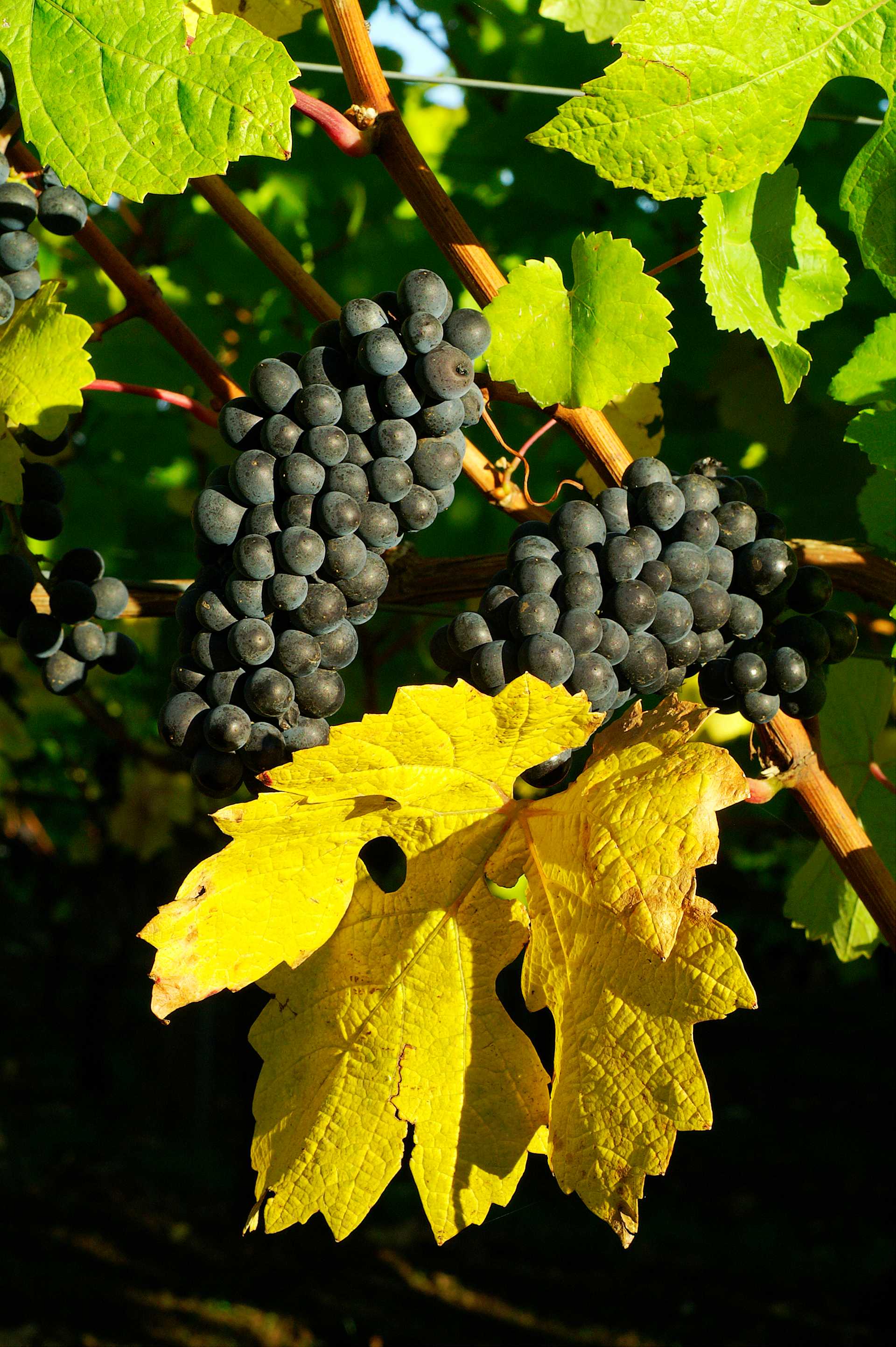 Les Plants Nobles Pinot Noir 2013 - Image 1