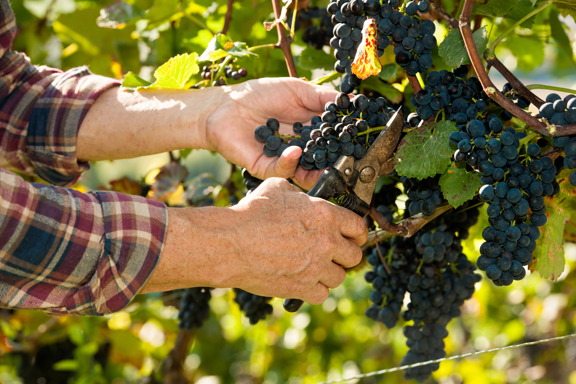 Pinot Noir - Image 1