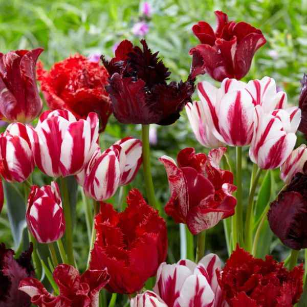 Flower Pot Red Blend - Image 1