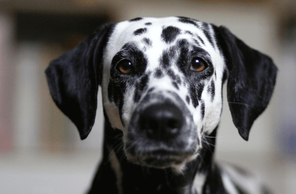 Black Dalmatian - Image 1