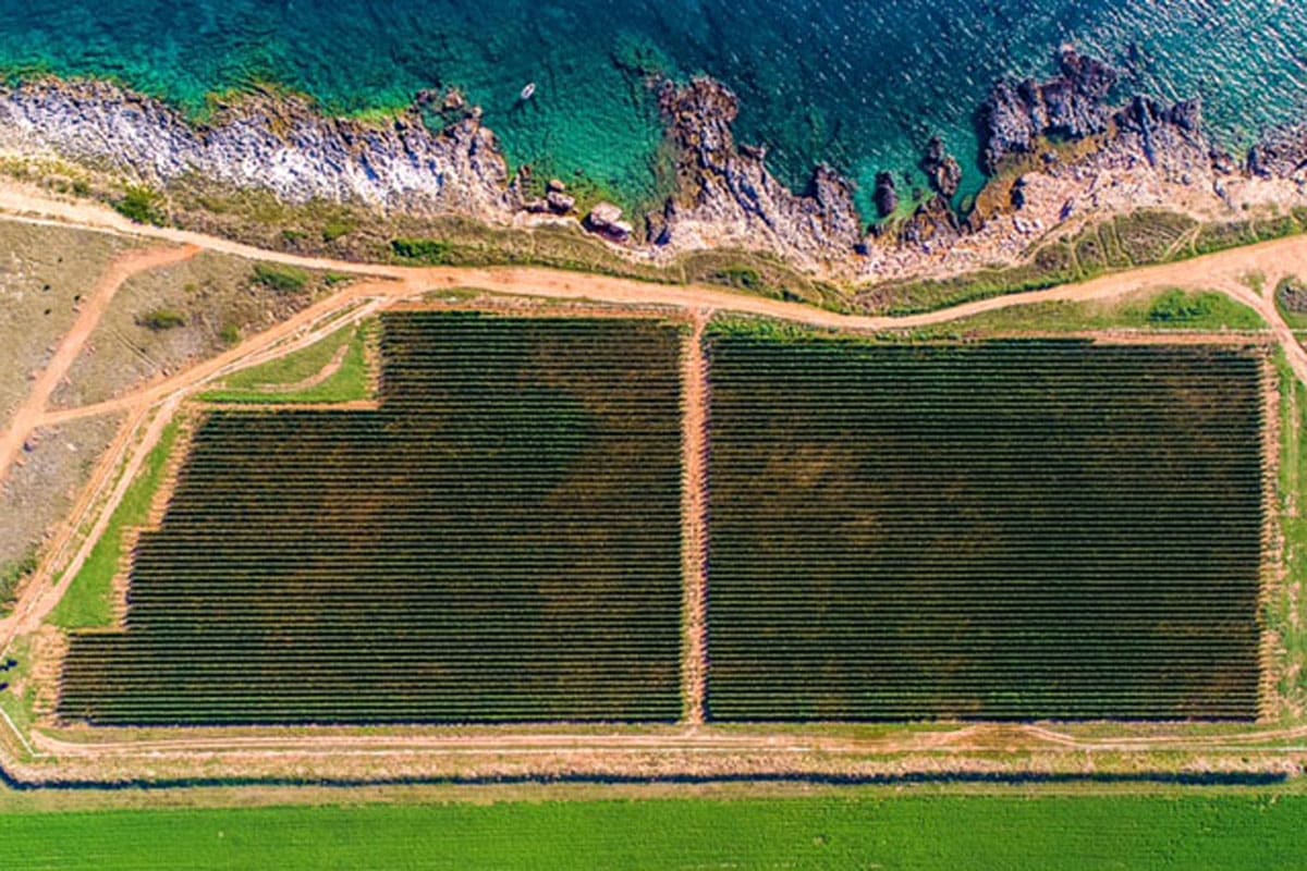 Medea Punta Greca Merlot - Image 1