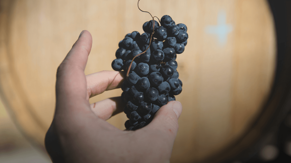 Um pouco mais sobre a Pinot Noir
