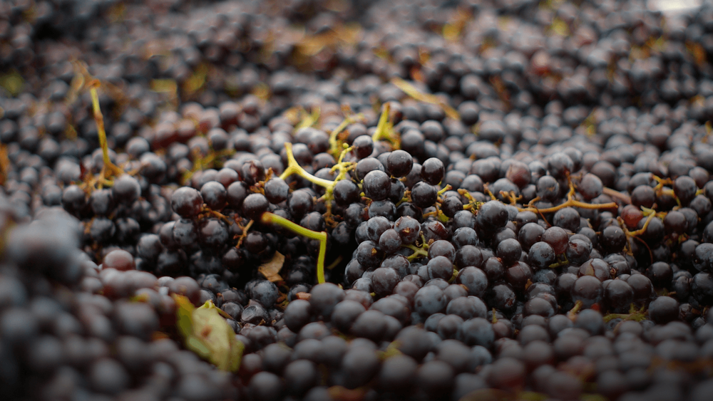Merlot: a rainha da Serra Gaúcha