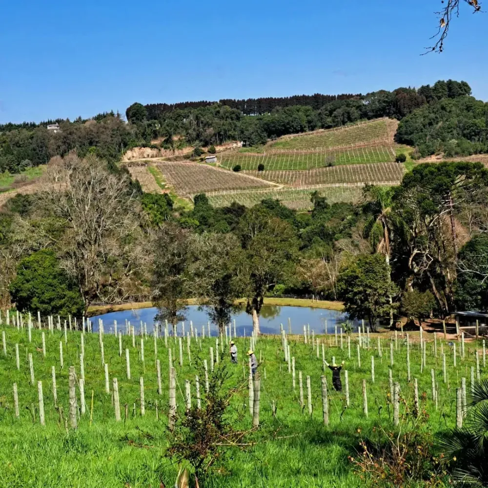 Vinhedos Altos da Pinta: o vinho natural que nasce no berço dos espumantes brasileiros