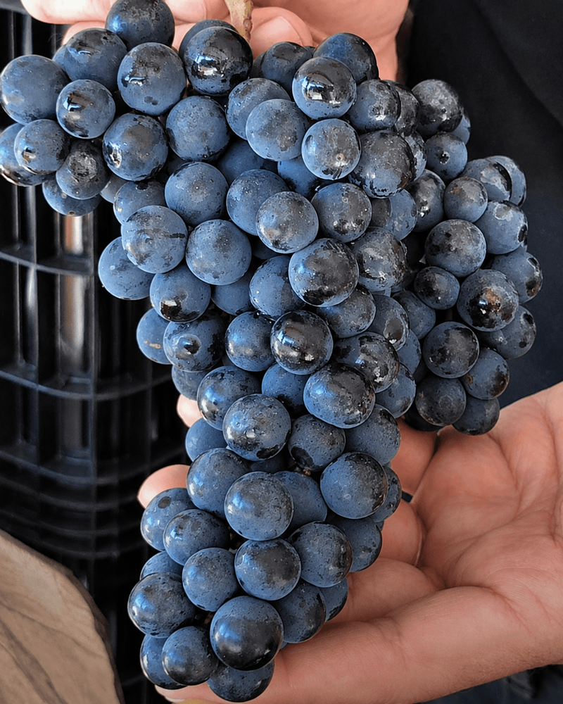 Vinho e azeite mostram como nasce um ativo premium