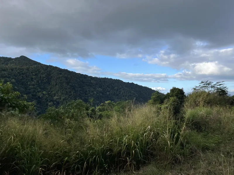 A forested peak above the grassy slope