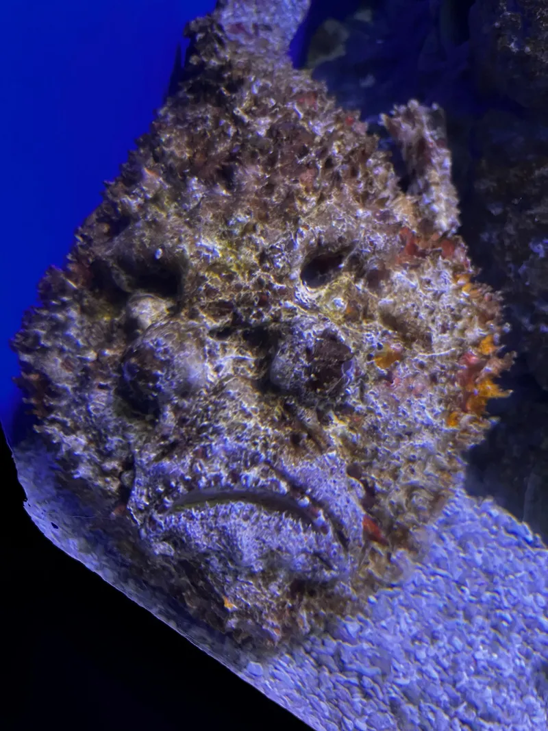 A stonefish, its grumpy face camouflaged against the rock